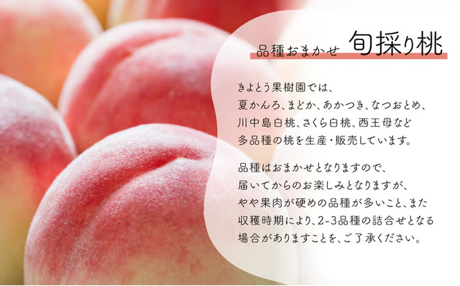 【2026年先行予約】量より質！桃とピオーネ＆シャインマスカット、上級品の2回便 (定期便)(岡山県産) 【KF-T032-03】