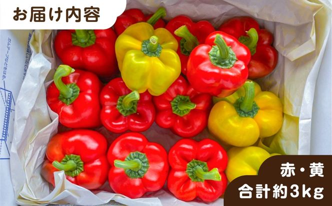 【先行受付】糸島産 肉厚 パプリカ 約3kg(15-23個)【2026年11月以降順次発送】福岡県 糸島市 / シーブ [AHC032] 野菜 やさい パプリカ ピーマン 肉厚 生 ピクルス マリネ 肉詰め