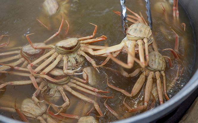 セコガニ コッペがに 子持ち 特大サイズ 3杯セット 冷蔵 蟹 カニ かに 松葉蟹 松葉ガニ ズワイガニ ボイル myz05