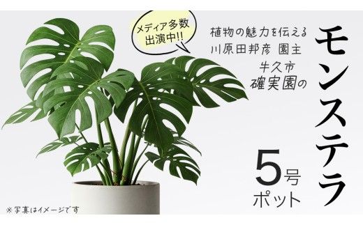 モンステラ 5号ポット 1点 家庭 で 園芸 鉢植え 苗 庭木 果樹 ガーデニング 植物 確実園 観葉植物 インテリア 植木鉢 [BG018us]