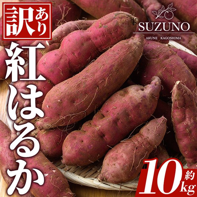 ＜先行予約受付中！2026年11月中旬以降順次発送予定＞訳あり！さつまいも「紅はるか」(約10kg) 国産 さつまいも サツマイモ 薩摩芋 野菜 根菜 青果 生芋 蜜芋 焼き芋 煮物 スイーツ 料理 おかず 【SUZUNO】akn109-03