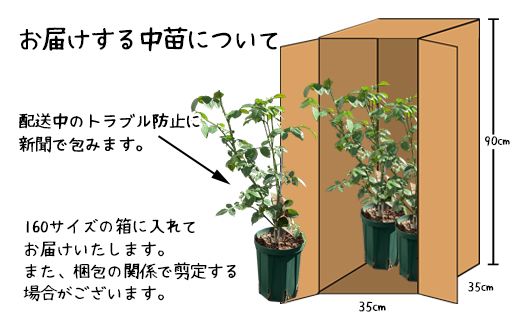 【3本セット】花巻温泉バラ園で育ったバラ中苗 5号サイズ 【2328】