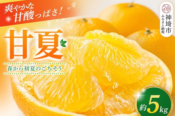 【2027年4月中旬より発送開始】甘夏 5kg【みかん 柑橘 フルーツ デザート】(H116143)