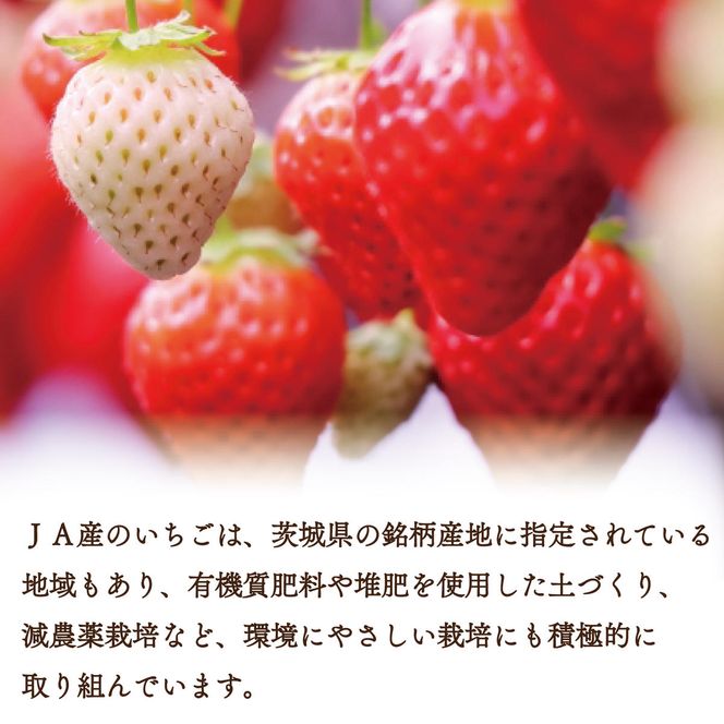 【2027年1月より順次発送】【3回定期便】【いちご食べ比べ】「いばらキッス」・「とちおとめ」・「やよいひめ」(4パック入×3回)JAなめがたしおさい直送便(AE-64)