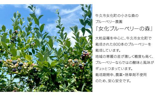 《 先行予約 》ブルーベリー 大小不揃い 約 1kg【2026年6月中旬頃より発送開始】 訳アリ B品 お得 甘い 甘酸っぱい 産地直送 おやつ デザート ジャム スムージー [BK005us]