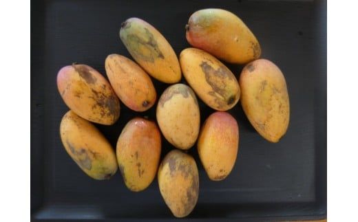 【訳あり】【数量限定】【完熟三養基マンゴー】ハワイピンクマンゴー小玉( 約1kg ) C-644