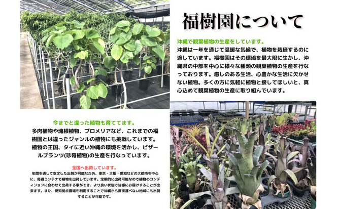 沖縄の観葉植物 人気のフィカス アルテシマ10号 シュエット鉢ポット