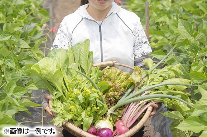 ふかさわファーム 季節の野菜セット [野菜 野菜セット 旬 詰合せ セット 秋田県産]|fksf-060101