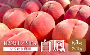 桃 先行予約 白鳳 約 3kg フルーツ 果物 夏 旬 旬の果物 旬のフルーツ 2026年 8月発送