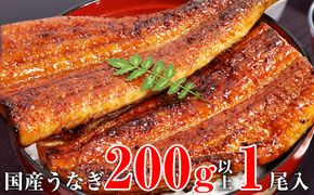 1174.超特大国産うなぎ1本セット(1尾：200~229g)(A1174-1)