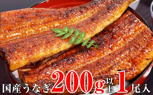 1174.超特大国産うなぎ1本セット(1尾：200~229g)(A1174-1)