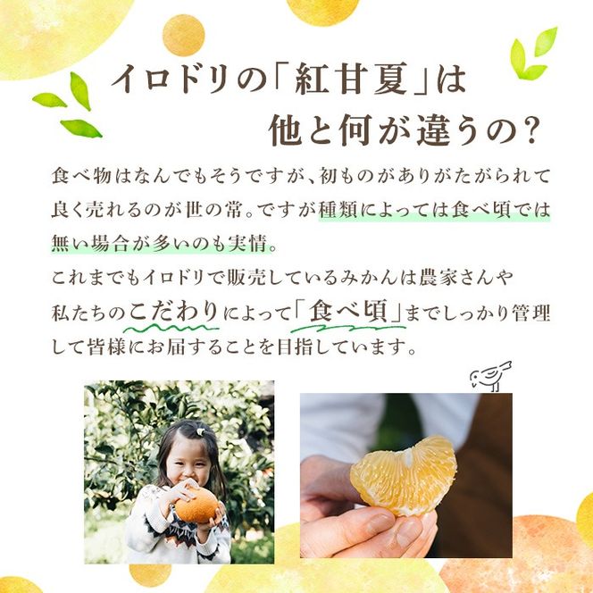 ＜先行予約受付中！2026年3月中旬以降順次発送予定＞数量限定！鹿児島県産 紅甘夏 (20kg・2L) 柑橘 フルーツ 果物 国産 みかん 期間限定 数量限定 ベニアマナツ ミカン 旬 【株式会社イロドリ】akn069-11