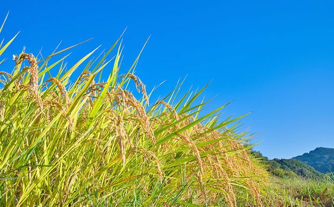 令和8年度産米 定期便 6ヶ月 元気つくし 5kg  福岡県朝倉産 白米 精米 お米