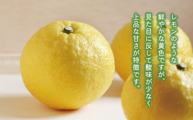 数量限定 先行予約 はるか 3kg 7000円 みかん mikan 蜜柑 ミカン 国産 産地直送 農家直送 期間限定 特産品 ゼリー ジュース アイス 等に 人気 限定 フルーツ 果物 柑橘 甘い おいしい ジューシー お取り寄せ ギフト プレゼント サイズ ミックス あいなんマザーズ 愛南町 愛媛県