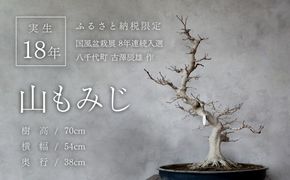 【ふるプレ限定品】【限定】【一点物】【国風盆栽展入選】 山もみじ もみじ （紅千鳥）作家 古澤辰雄 氏