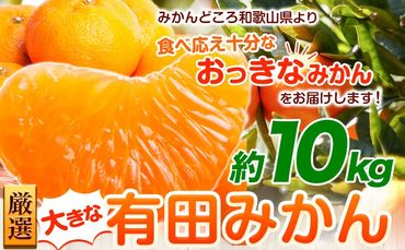 ＜先行予約＞厳選　大きな有田みかん10kg+300g（傷み補償分）【光センサー選果】池田鹿蔵農園@日高町（池田農園株式会社）《11月中旬-2月中旬頃出荷》和歌山県 日高町【配送不可地域あり】---wsh_idn61_11c2c_24_14000_10kg---