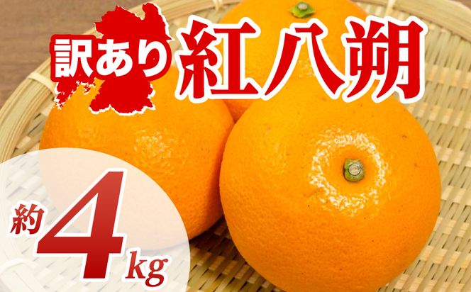 【先行予約】 【訳あり】 紅八朔 約4kg 八朔 はっさく ハッサク 柑橘 果物 くだもの フルーツ 熊本県 八代市 【2027年1月下旬より順次発送】