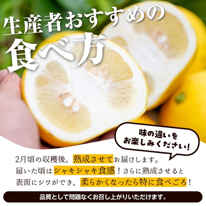 ＜先行予約受付中！2027年2月下旬以降順次発送予定＞数量限定！特選サワーポメロ(正味約7.0kg～7.5kg・ L～3Lサイズ13～18個) 国産 フルーツ 果物 柑橘類 サワーポメロ 甘味 酸味 デザート おやつ【なかむら果樹園】akn014-02