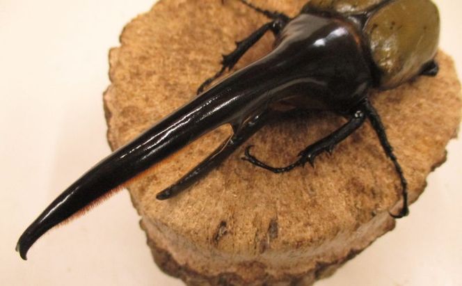 ヘラクレスオオカブト♂１４０ミリ前後・♀お任せ 生き物生き物 