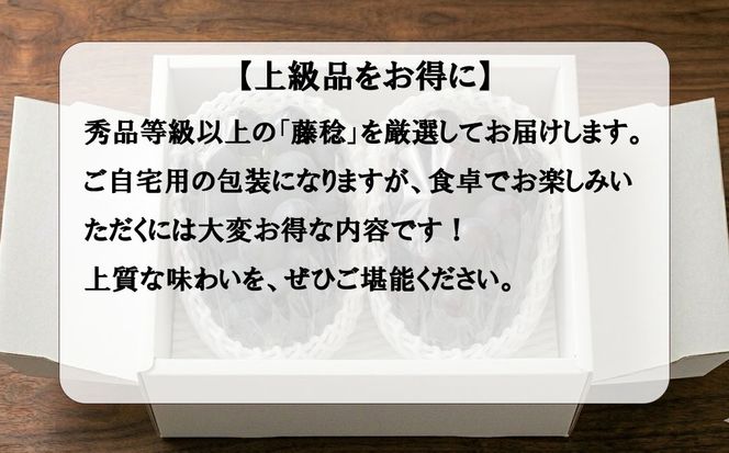 《圧倒的な大粒品種！》上級品をお得に 【藤稔（ふじみのり）】　1.0kg以上（2房）　【2026年発送分 先行予約】- FUJIKAWA GRAPES -