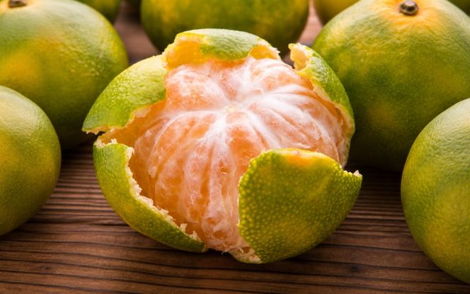 【初秋の美味】特選　ゆら早生有田みかん　約3kg+200g(傷み補償分)【2026年10月中旬～11月上旬頃に順次発送予定】【ard050C】