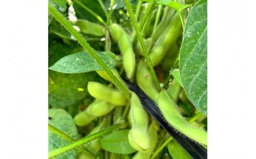 【先行予約／数量限定40】朝採り枝豆（湯上り娘）1kg（250g×4パック）（栽培期間中農薬・化学肥料・除草剤不使用）（2026年7月上旬～発送）　KU00070