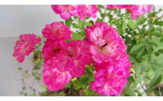 寄せ植え ミニバラ 盆栽仕立て 「雪わりさくら」 薔薇 ばら 盆栽 ギフト 贈答 プレゼント 贈り物 贈りもの 母の日 誕生日 記念日 [BN018ci]