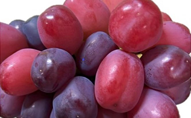 ぶどう 2026年 先行予約 ブラックシャインマスカット1房（600ｇ以上）化粧箱入り ブドウ 葡萄 岡山県産 国産 フルーツ 果物 ギフト 