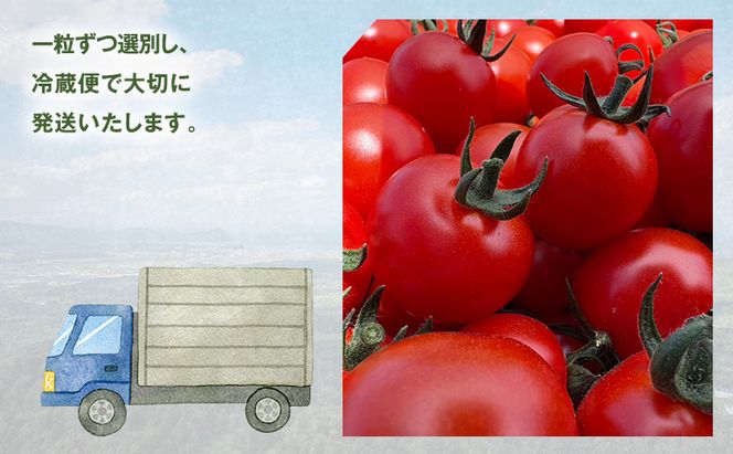 [先行受付] 北海道 仁木町産 ミニトマト キャロルスター 2.4kg （96粒～150粒）トマト 野菜 国産 プチトマト 甘み 使いやすい サラダ お弁当 家庭用 子供に人気 リコピン [REDA FARM]