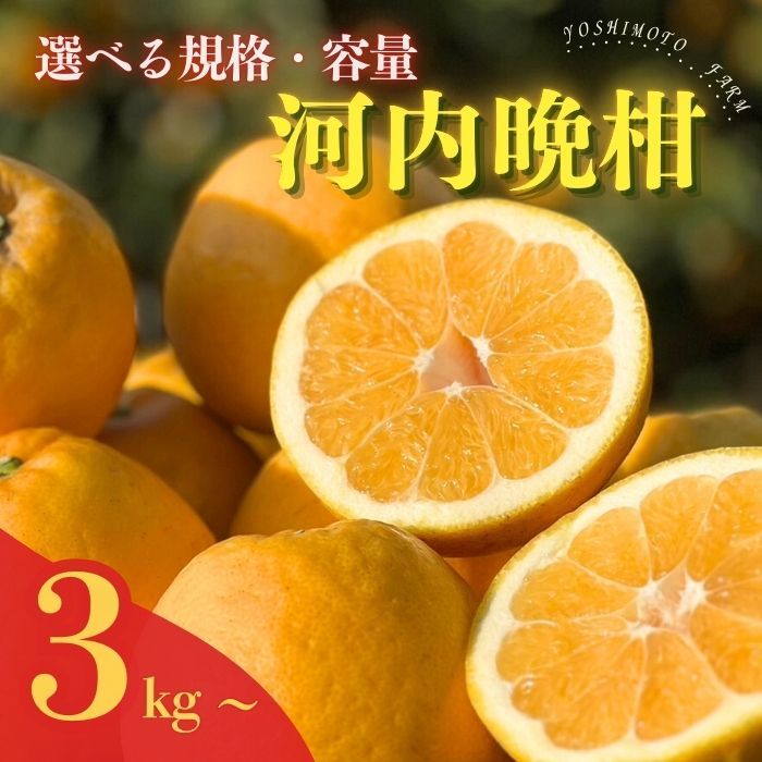 [10営業日以内発送] 河内晩柑 (愛南ゴールド)木取り完熟 樹齢25年 吉本農園 柑橘 みかん 愛南ゴールド 蜜柑 グレープフルーツ ゼリー ジュース アイス 果物 フルーツ サイズミックス 規格外 愛媛県 愛南町