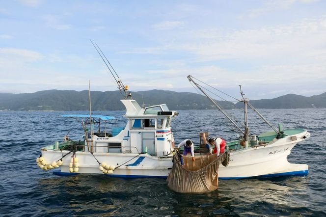 【愛媛県・佐田岬直送】木嶋水産の群青ちりめん（10g×8袋×5箱）IKTP002