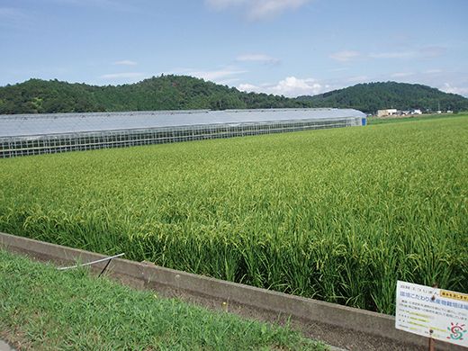 【7年産】近江米 環境こだわり米 コシヒカリ 無洗米【5kg×1】【BN14W】5kg 米 こしひかり コシヒカリ おこめ 贈り物 人気米 ご飯 白米 コメ 贈答 滋賀県 近江八幡市 無洗米