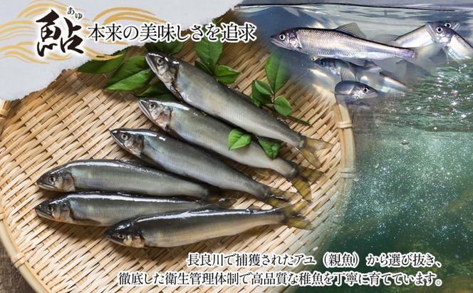 清流長良川 鮎拉麺 2食入り×2 鮎 あゆ アユ ラーメン ぞうすい 雑炊 しまだ麺 麺 ご当地 グルメ お取り寄せ 和食 甘露煮 美濃ハツシモ 魚粉 旨味 魚 料理 簡単 一般財団法人岐阜県魚苗センター 岐阜県 美濃市