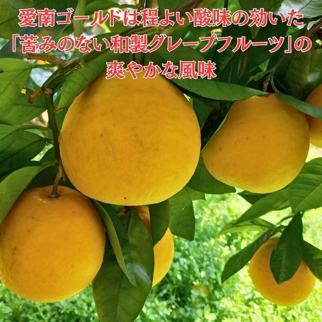 訳あり 愛南ゴールド ( 河内晩柑 ) 8kg 9000円  かわちばんかん ミカン わけあり  家庭用 あいなん ゴールド 蜜柑 和製 グレープフルーツ 産地直送 国産 農家直送 期間限定 数量限定 フルーツ 果物 柑橘 傷 不揃い 規格外 愛媛県 愛南町 愛なんよ 