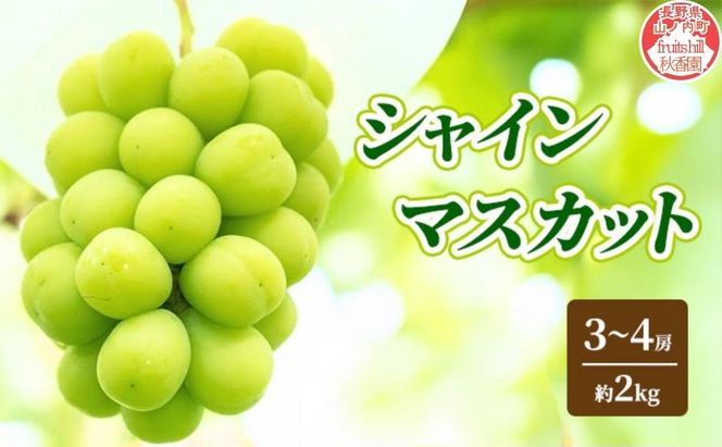 シャインマスカット 約 2kg (4～5房) 先行予約 ぶどう 種なし 果物 2026年 9月～発送