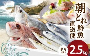 【単月お届け】大和海商の朝どれ鮮魚直送便　2.5kg N072-YA3340