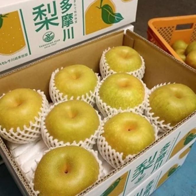 【2026年夏配送】多摩川梨 5Kg 詰め合わせ ｜ 梨 なし 果物 フルーツ 川崎市 オリジナル 141305_BC11