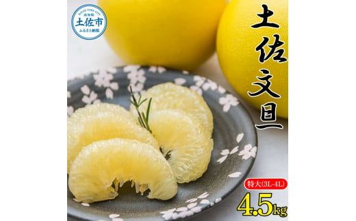 【先行予約】土佐文旦 特大(3L～4L) サイズ 約4.5kg 〈2027年2月〜発送〉 大玉 ぶんたん ブンタン 果物 くだもの 柑橘 フルーツ お取り寄せ 高知県 土佐市【株式会社種田農園】 [BQBW008]