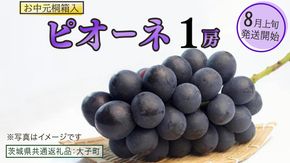 【 お中元 桐箱入り】 ピオーネ １房 【2026年8月上旬発送開始】(茨城県共通返礼品：大子町) ブドウ ぶどう 葡萄 ピオーネ 果物 フルーツ 果実 贈答用 贈り物 ギフト プレゼント