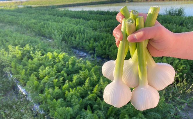 季節の野菜セット【栽培期間中　無農薬、無科学肥料】 野菜の詰め合わせ 旬の野菜 珍しい野菜 旬の食材 国産 日本産 おたのしみ 食べ物 食品 ベジタブル 春野菜 夏野菜 秋野菜 冬野菜 葉物 根菜 