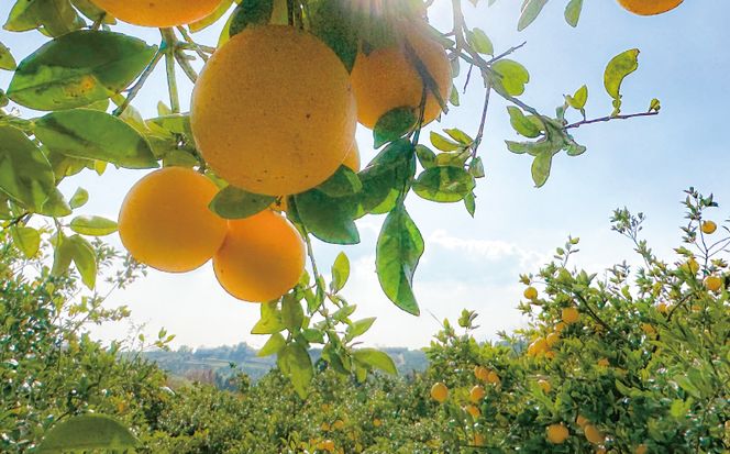贈答用 河内晩柑 樹齢 30年以上 7.5kg （ サイズ ミックス ） 13000円 みかん mikan 蜜柑 ミカン かわちばんかん 愛南ゴールド あいなん ゴールド 文旦 派生 グレープフルーツ 和製 産地直送 国産 農家直送 期間限定 数量限定 特産品 ゼリー ジュース アイス 等に 人気 さわやか 甘い フルーツ 果物 柑橘 ギフト プレゼント 小玉 含む 果樹園みどり 愛南町 愛媛県
