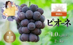 【2026年 先行予約】 山梨県都留市産 朝採れ ピオーネ ２~3房（約1.0kg以上）| 山梨 ブドウ フルーツ ピオーネ 先行予約 新鮮 デザート 贈答