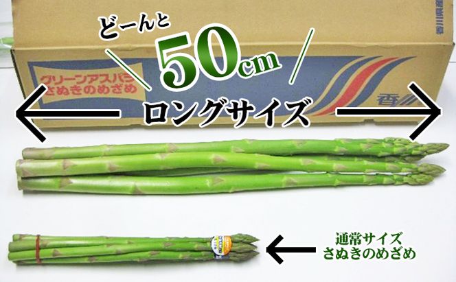 アスパラガス さぬきのめざめ 香川県オリジナル品種 極太 50cm × 5本 ロングアスパラガス 天ぷら バター炒め サラダ 肉巻き ベーコン巻き グリル アスパラ 野菜 冷蔵 ギフト 五色青果 香川県 東かがわ市 46311379