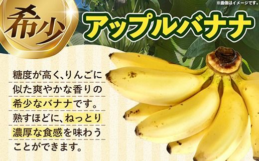 熱帯果樹生産組合のアップルバナナ 約3kg - バナナ ばなな 小ぶり 沖縄県 産地直送 果物 フルーツ 南国 朝食 おすすめ 沖縄県 八重瀬町