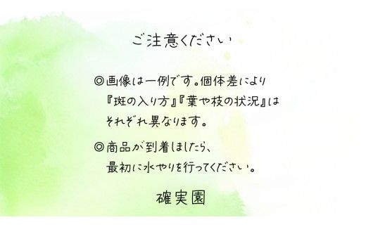 モンステラ 5号ポット 1点 家庭 で 園芸 鉢植え 苗 庭木 果樹 ガーデニング 植物 確実園 観葉植物 インテリア 植木鉢 [BG018us]