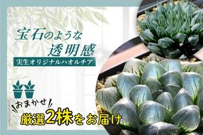 特選美種：多肉植物 ハオルチア 実生オリジナル苗 おまかせ2種【埼玉県 春日部市 観葉 緑化 卓上装飾 園芸用品種 セレクト 希少株 自宅用 ギフト】（DM002）