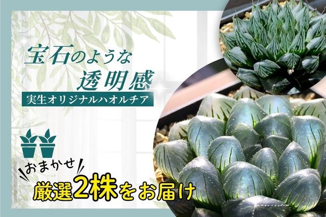 特選美種：多肉植物 ハオルチア 実生オリジナル苗 おまかせ2種【埼玉県 春日部市 観葉 緑化 卓上装飾 園芸用品種 セレクト 希少株 自宅用 ギフト】（DM002）