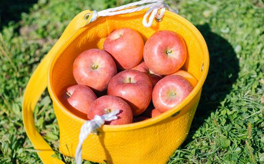果汁100%！宇津宮果樹園の林檎屋果汁りんごジュース30缶セット 【サンふじ】 【635-1】
