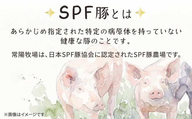 茨城県産のお米を食べて育った 常陽さん家の 美味豚 (SPF豚) 豚バラ 焼肉用 2kg (龍ヶ崎市 共通返礼品） 国産 バラ バラ肉 ロース 豚 SPF SPF豚 豚肉 焼肉 バーベキュー しゃぶしゃぶ 肉 にく 肉類 ポーク こだわり やわらか お米育ち 安心 安全 人気 お取り寄せグルメ お取り寄せ グルメ おすすめ 豚丼 照り焼 [BW003us]
