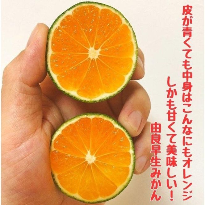 有田みかん 由良早生S〜Lサイズ混合 約10kg 【2026年発送 先行予約】 ER02